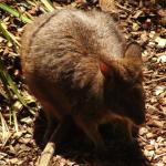 Newcastle - Blackbutt Reserve 